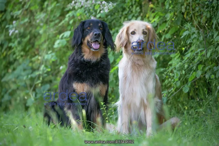 : 80196754 Dog - Hovawart Jean-Michel Labat All images : 80196754 Dog - Hovawart Jean-Michel Labat All images