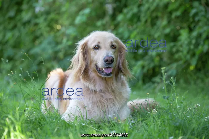 : 80196755 Dog - Hovawart Jean-Michel Labat All images : 80196755 Dog - Hovawart Jean-Michel Labat All images
