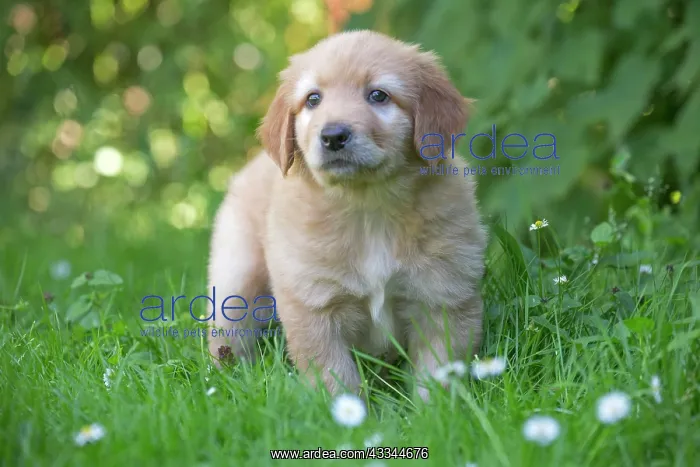 : 80196758 Dog - Hovawart puppy Jean-Michel Labat : 80196758 Dog - Hovawart puppy Jean-Michel Labat