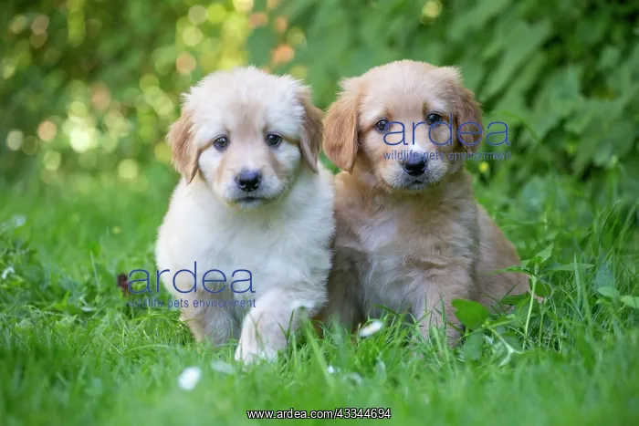 : 80196763 Dog - Hovawart puppies Jean-Michel Labat : 80196763 Dog - Hovawart puppies Jean-Michel Labat