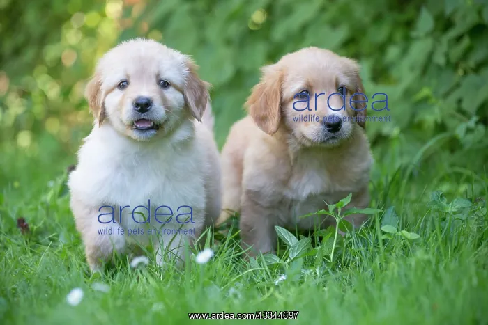 : 80196764 Dog - Hovawart puppies Jean-Michel Labat : 80196764 Dog - Hovawart puppies Jean-Michel Labat