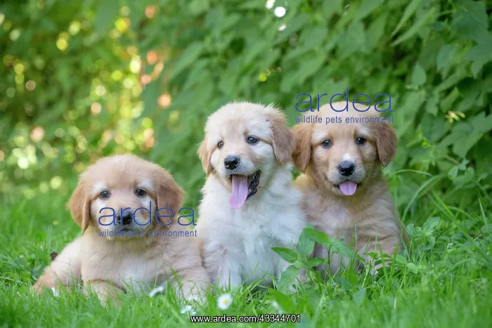 : 80196765 Dog - Hovawart puppies Jean-Michel Labat : 80196765 Dog - Hovawart puppies Jean-Michel Labat