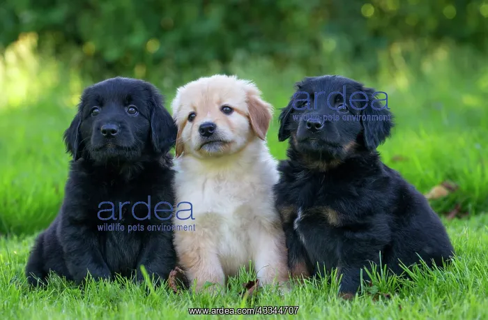 : 80196767 Dog - Hovawart puppies Jean-Michel Labat : 80196767 Dog - Hovawart puppies Jean-Michel Labat