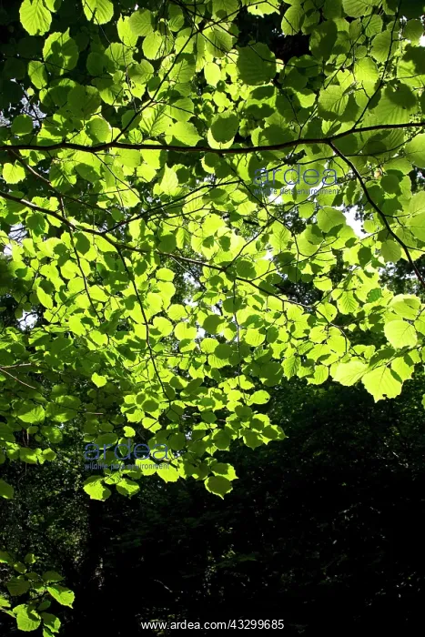 : 80196772 Hazel Tree leaves - with light shining : 80196772 Hazel Tree leaves - with light shining