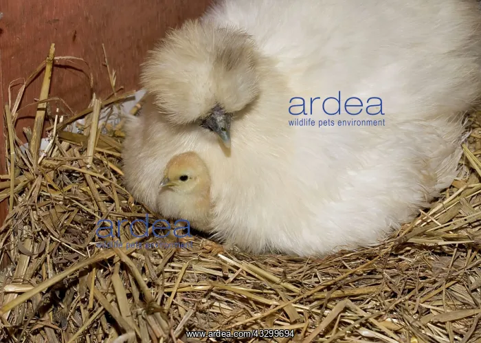 : 80196773 Chicken - Bantam Hen with newly hatched : 80196773 Chicken - Bantam Hen with newly hatched