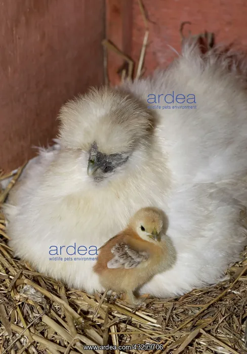  : 80196774 Chicken - Bantam Hen with newly hatched