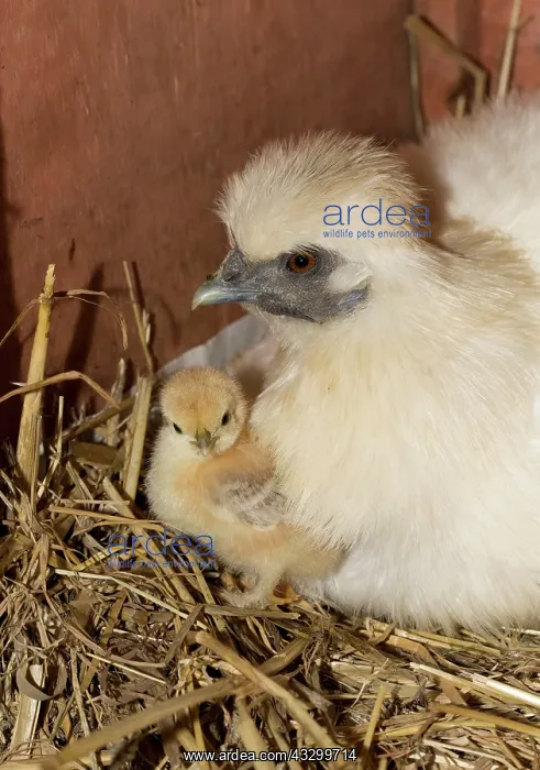 : 80196775 Chicken - Bantam Hen with newly hatched : 80196775 Chicken - Bantam Hen with newly hatched