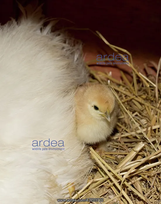 : 80196776 Chicken - Bantam Hen with newly hatched : 80196776 Chicken - Bantam Hen with newly hatched
