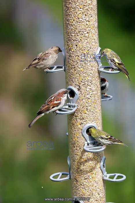 : 80196779 House Sparrows - with Siskins at bird feeder : 80196779 House Sparrows - with Siskins at bird feeder
