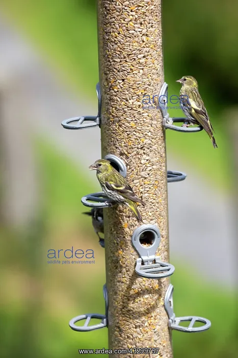 : 80196780 Siskins - at bird feeder Bwlch Nant Yr : 80196780 Siskins - at bird feeder Bwlch Nant Yr