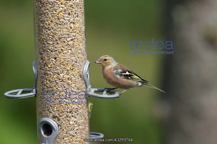: 80196781 Chaffinch - at bird feeder Bwlch Nant Yr : 80196781 Chaffinch - at bird feeder Bwlch Nant Yr