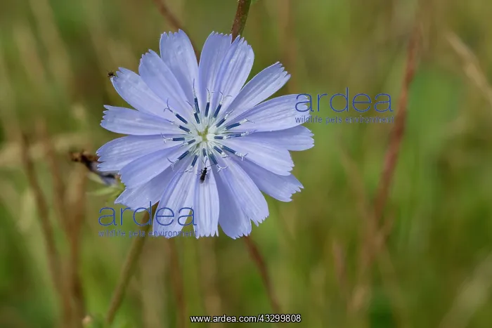 : 80196785 Chickory - insect friendly edible wild : 80196785 Chickory - insect friendly edible wild