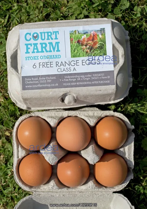 : 80196786 Free Range Eggs - Class A in box UK Mark : 80196786 Free Range Eggs - Class A in box UK Mark