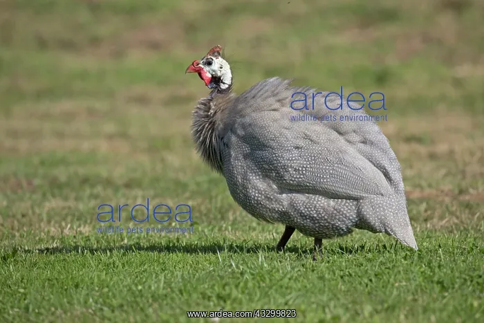 : 80196787 Helmeted Guineafowl / Gleanies / Pintades : 80196787 Helmeted Guineafowl / Gleanies / Pintades