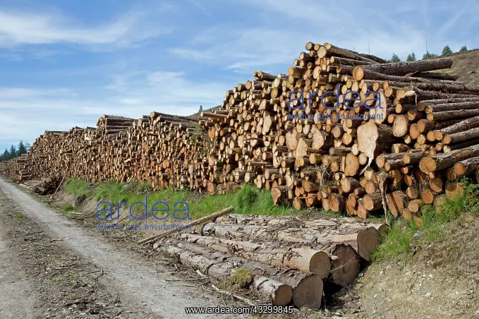 : 80196789 Wood Pile - stacks of recently felled pine : 80196789 Wood Pile - stacks of recently felled pine