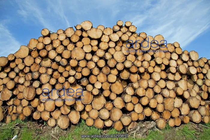 : 80196790 Wood Pile - stacks of recently felled pine : 80196790 Wood Pile - stacks of recently felled pine