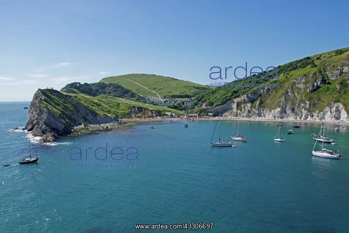 : 80196824 Lulworth Cove - bay / harbour with boats : 80196824 Lulworth Cove - bay / harbour with boats
