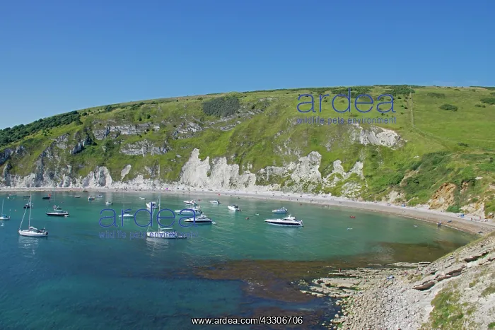  : 80196825 Lulworth Cove - bay  /  harbour with boats