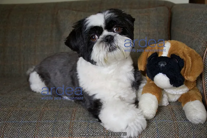  : 80196827 Dog - Shih Tzu - lying down on sofa with
