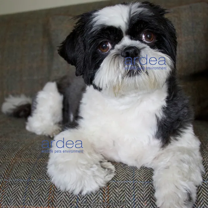 : 80196828 Dog - Shih Tzu - lying down on sofa Robin : 80196828 Dog - Shih Tzu - lying down on sofa Robin