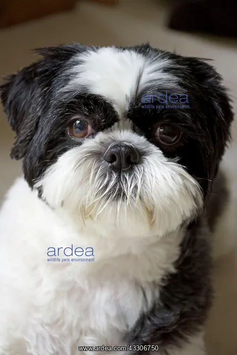 : 80196829 Dog - Shih Tzu Robin Boswell All images : 80196829 Dog - Shih Tzu Robin Boswell All images