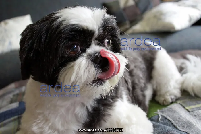 : 80196830 Dog - Shih Tzu - with tongue out licking : 80196830 Dog - Shih Tzu - with tongue out licking