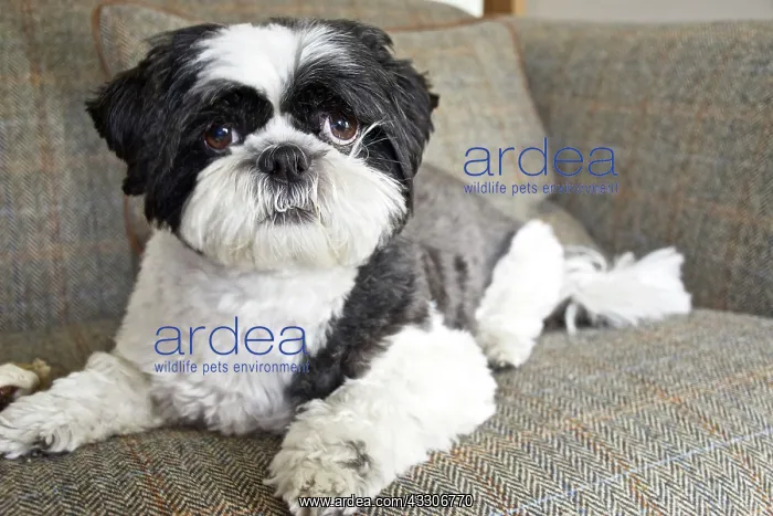 : 80196831 Dog - Shih Tzu - lying down on sofa Robin : 80196831 Dog - Shih Tzu - lying down on sofa Robin