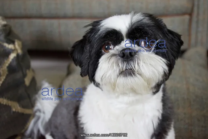 : 80196832 Dog - Shih Tzu Robin Boswell All images : 80196832 Dog - Shih Tzu Robin Boswell All images