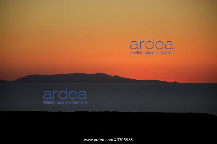 : 80196836 Sunset - over ocean seascape and Asinara : 80196836 Sunset - over ocean seascape and Asinara