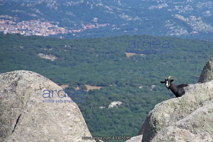 : 80196837 Mountain Goat - appearing behind rocks : 80196837 Mountain Goat - appearing behind rocks