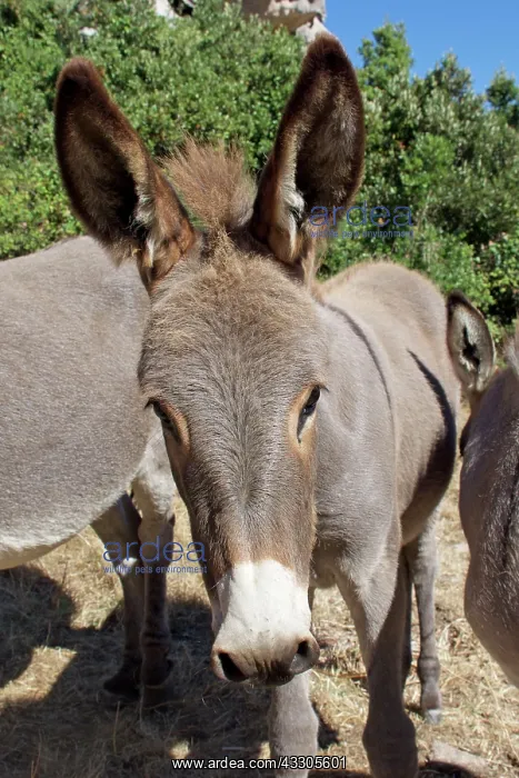 : 80196838 Sardinian Wild Donkey / Ass Sardinia Equus : 80196838 Sardinian Wild Donkey / Ass Sardinia Equus