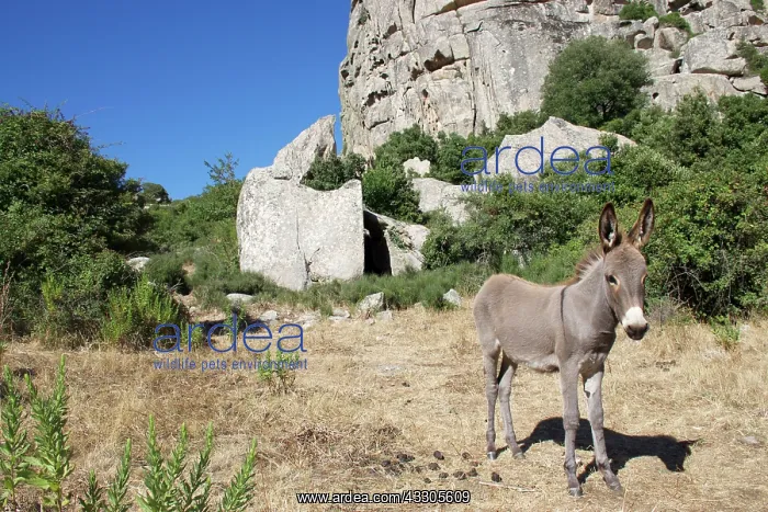 : 80196839 Sardinian Wild Donkey / Ass Sardinia Equus : 80196839 Sardinian Wild Donkey / Ass Sardinia Equus