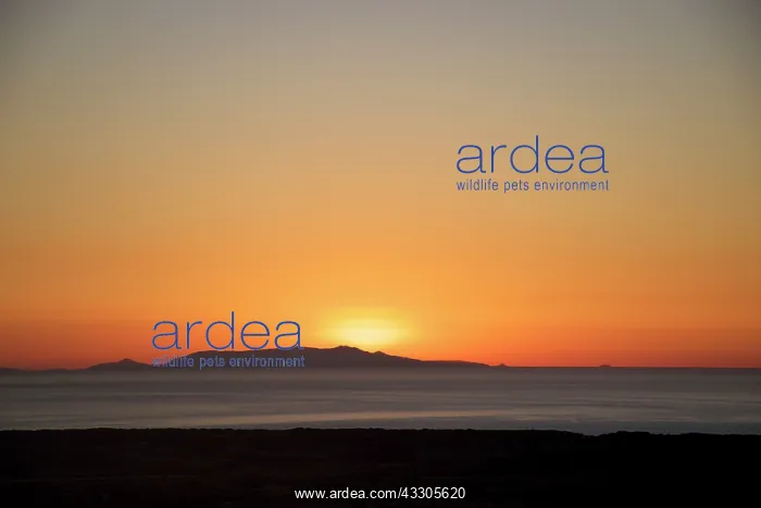 : 80196840 Sunset - over ocean seascape and Asinara : 80196840 Sunset - over ocean seascape and Asinara