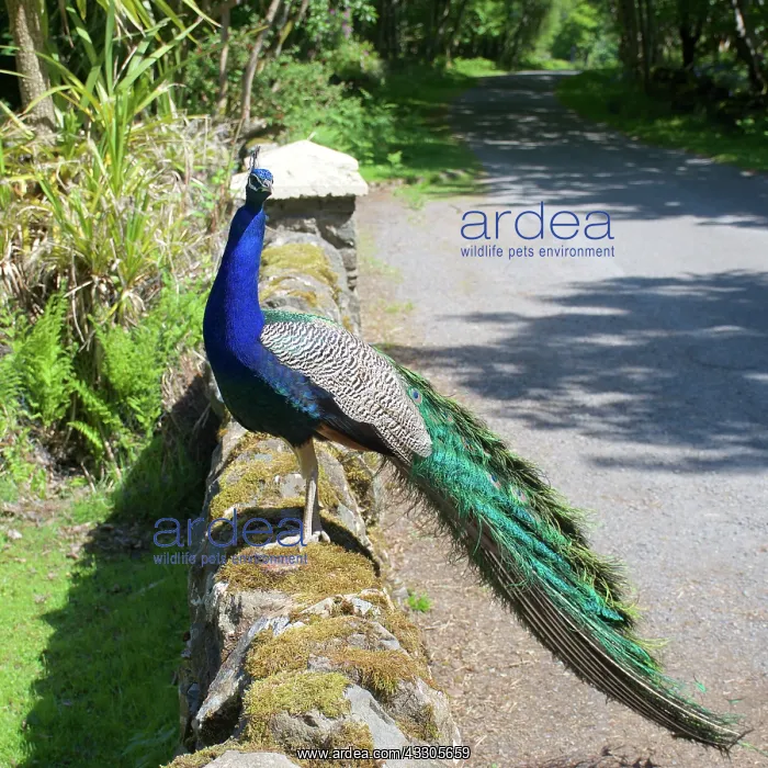 : 80196843 Indian / Blue Peafowl - male (Peacock) : 80196843 Indian / Blue Peafowl - male (Peacock)