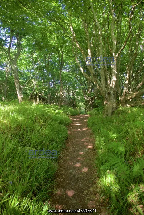 : 80196844 Woodland - country footpath through fresh : 80196844 Woodland - country footpath through fresh