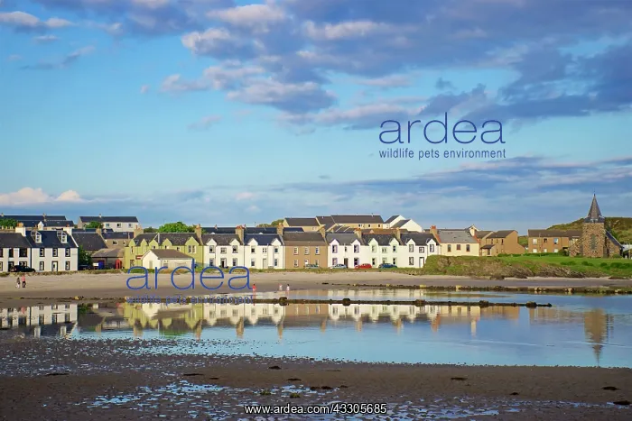 : 80196845 Port Ellen - village houses reflected in : 80196845 Port Ellen - village houses reflected in