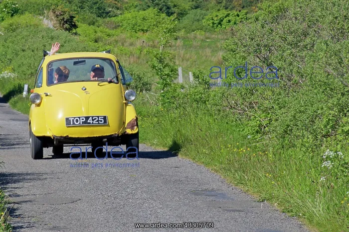 : 80196847 Yellow Bubble Car - BMW Isetta 300 driving : 80196847 Yellow Bubble Car - BMW Isetta 300 driving