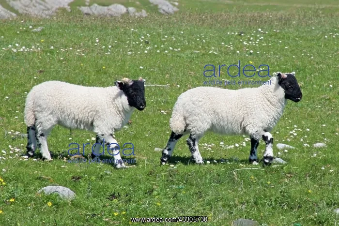 : 80196849 Sheep - lambs in spring meadow Isle of : 80196849 Sheep - lambs in spring meadow Isle of