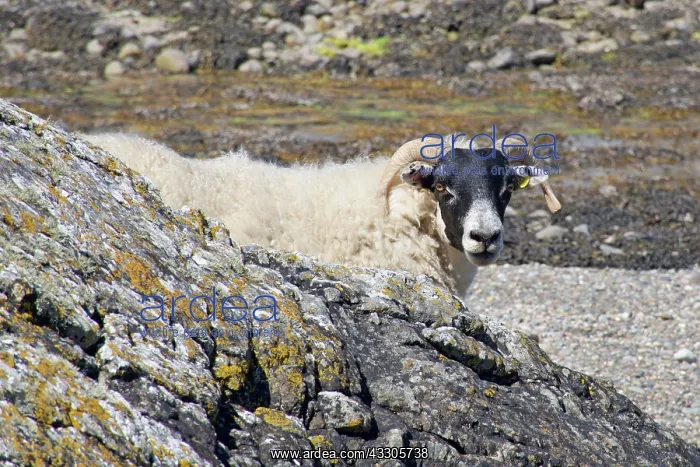 : 80196850 Sheep - appearing from behind rocks Isle : 80196850 Sheep - appearing from behind rocks Isle