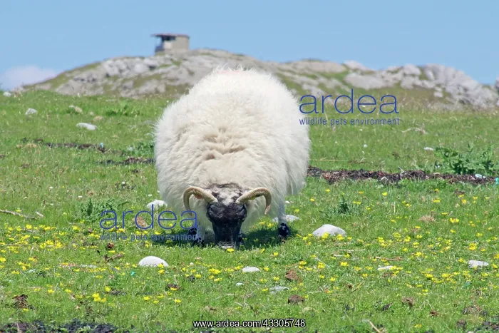 : 80196851 Sheep - grazing / feeding on grass Isle : 80196851 Sheep - grazing / feeding on grass Isle