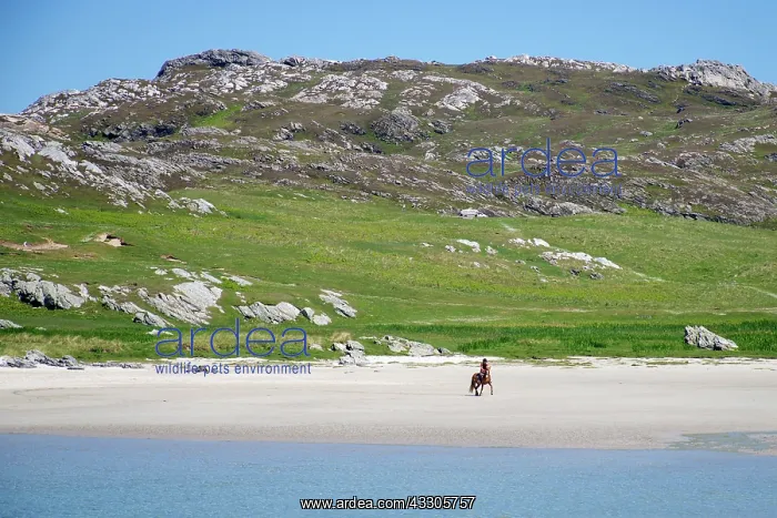  : 80196852 Horse and Rider - on white sandy beach
