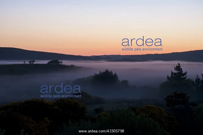 : 80196855 Mist - settling over landscape at dusk : 80196855 Mist - settling over landscape at dusk