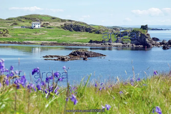 : 80196857 Seascape - with Bluebells in foreground : 80196857 Seascape - with Bluebells in foreground