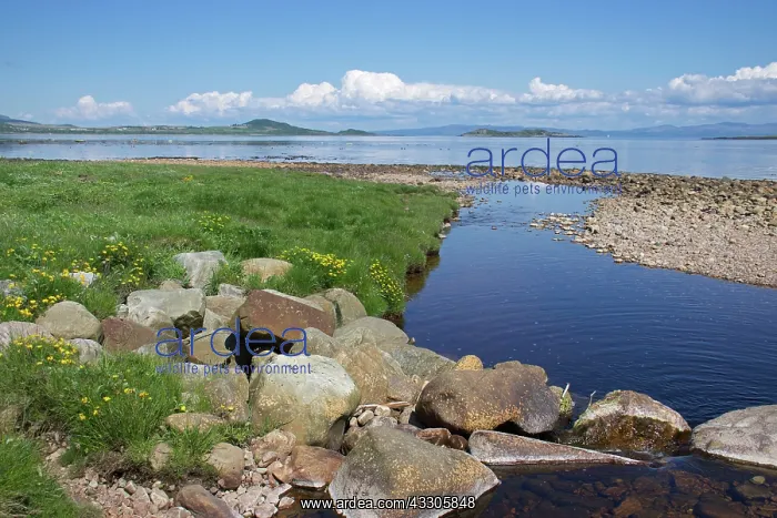 : 80196860 Seascape - river outlet to sea Craighouse : 80196860 Seascape - river outlet to sea Craighouse