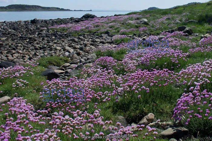 : 80196861 Thrift - on shore Craighouse, Isle of : 80196861 Thrift - on shore Craighouse, Isle of