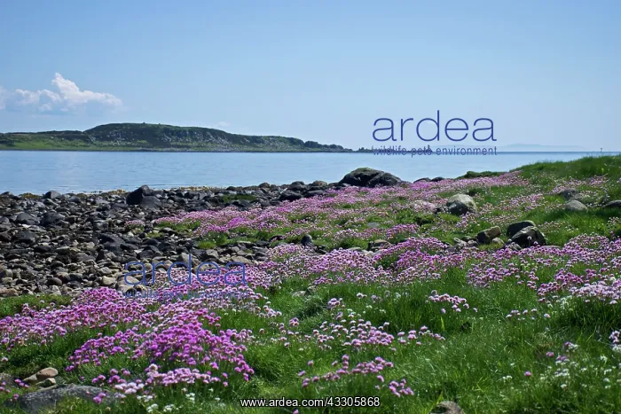 : 80196862 Thrift - on shore Craighouse, Isle of : 80196862 Thrift - on shore Craighouse, Isle of