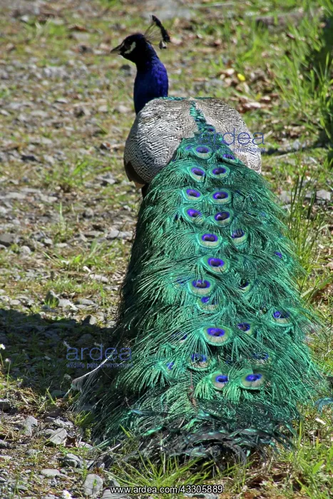 : 80196863 Indian / Blue Peafowl - male (Peacock) : 80196863 Indian / Blue Peafowl - male (Peacock)