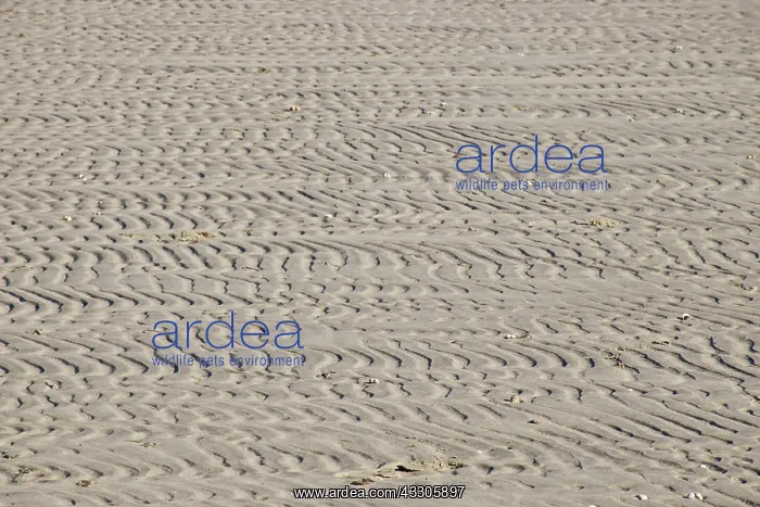  : 80196864 Sand Patterns - on beach Isle of Islay