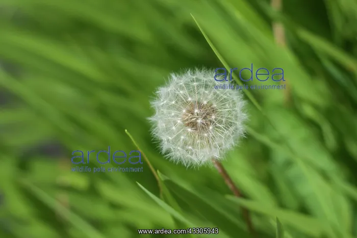 : 80196870 Dandelion - amongst grass Scotland Taraxacum : 80196870 Dandelion - amongst grass Scotland Taraxacum