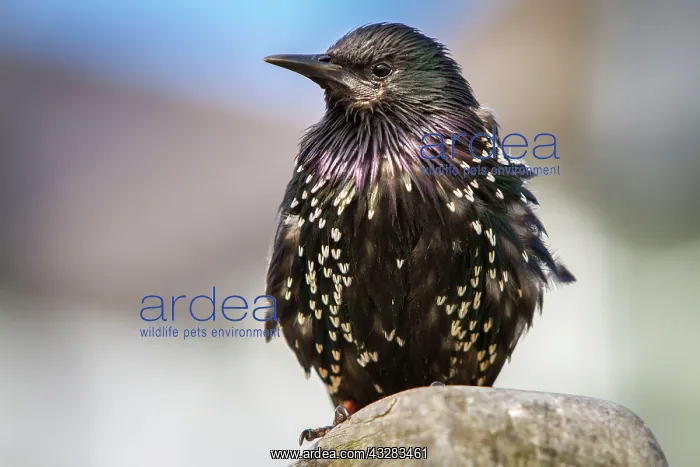 : 80197000 Common Starling - adult Seahouses, United : 80197000 Common Starling - adult Seahouses, United